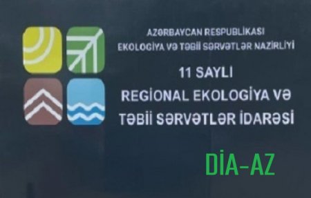 Masallıda AĞACYEYƏNLƏR İŞ BAŞINDA... Masallıda AĞACYEYƏNLƏR İŞ BAŞINDA...
